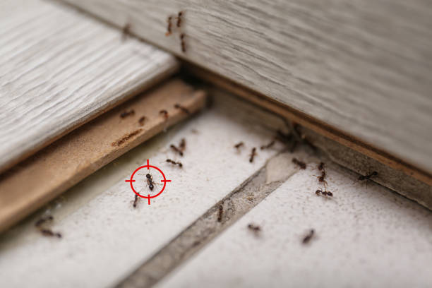 Best Wasp Removal Services  in Sugarcreek, PA